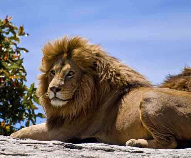 lion.jpg