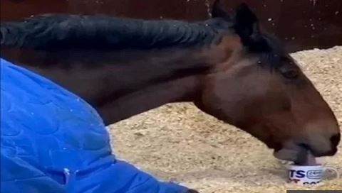horse.JPG